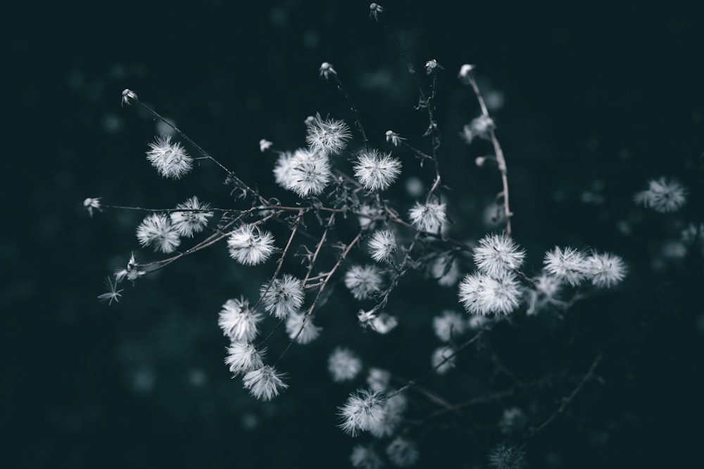 a bunch of white flowers on a black background