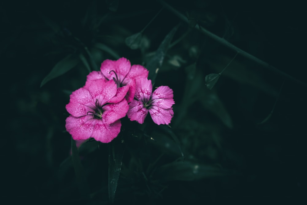 un grupo de flores rosadas sentadas en la parte superior de un exuberante campo verde