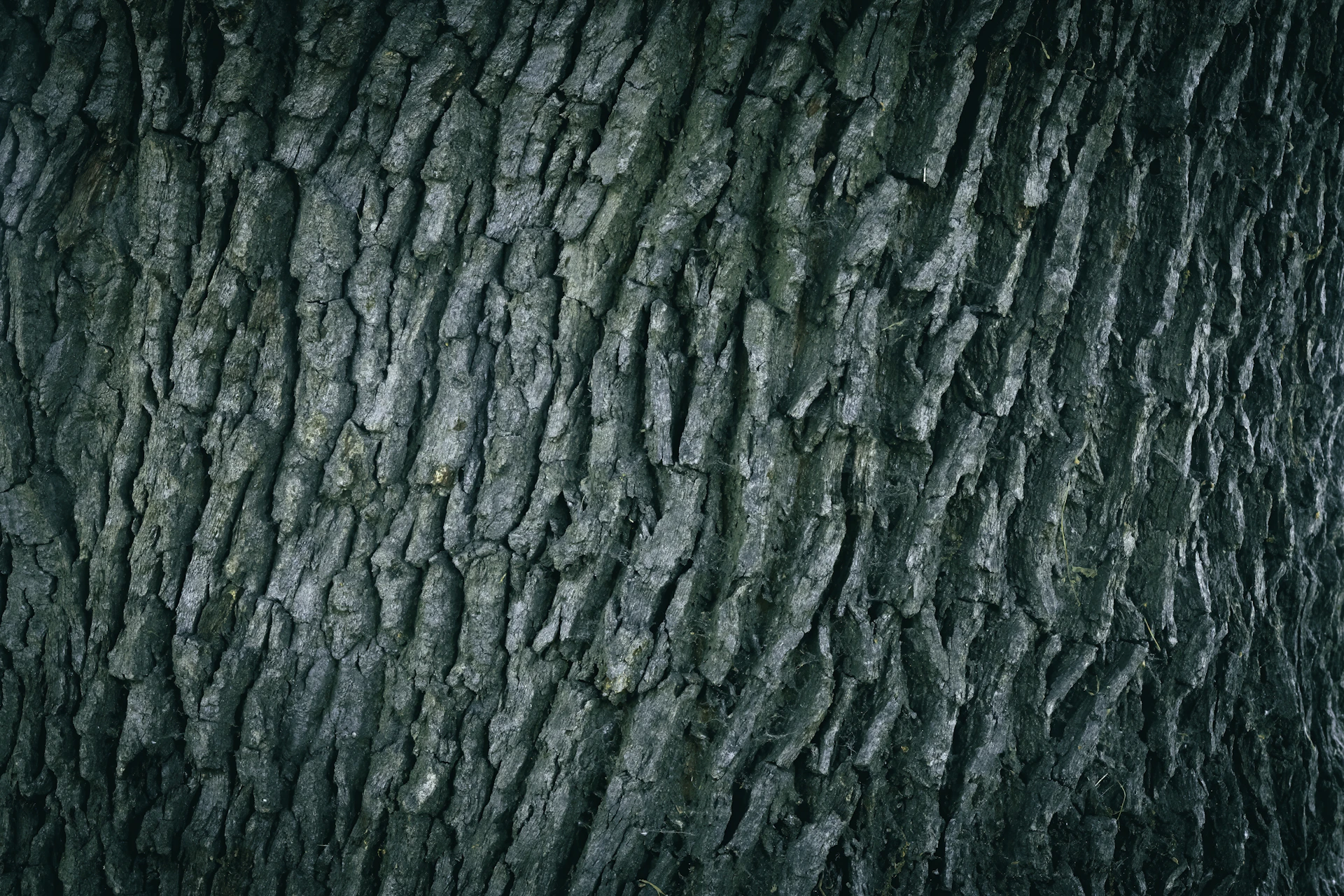 a close up of the bark of a tree