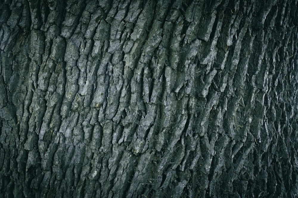 a close up of the bark of a tree