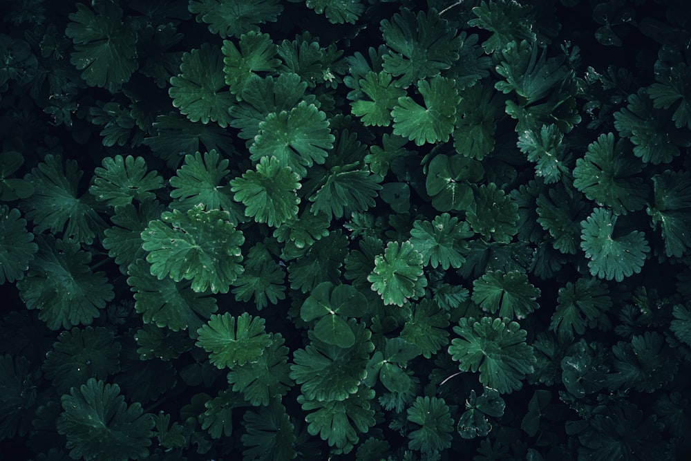 a close up of a bunch of green leaves