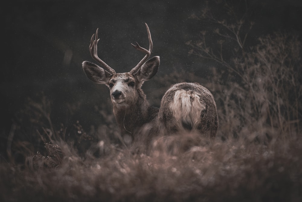 a couple of deer standing next to each other