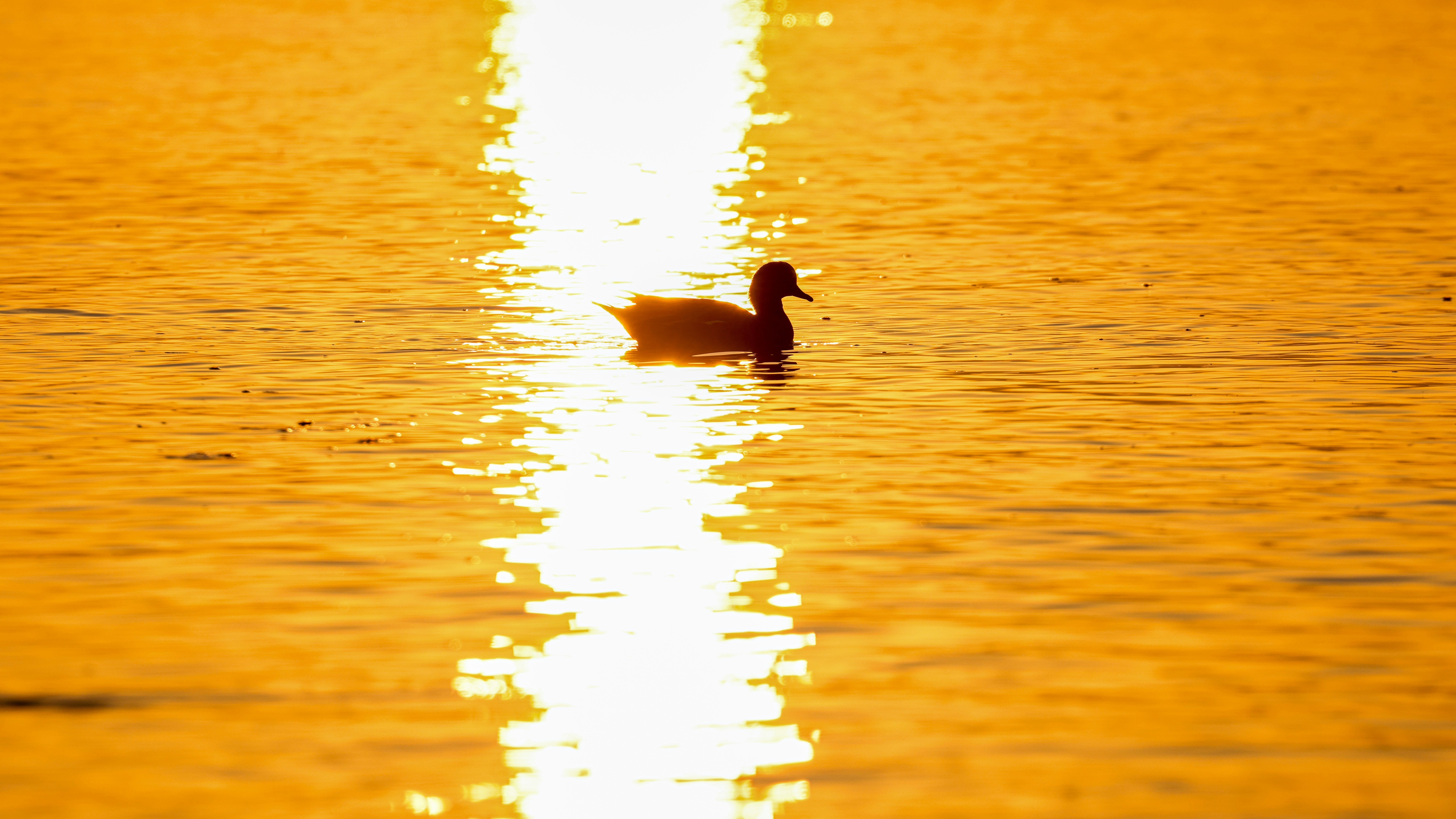 Photo by dickenslin76