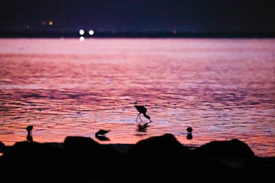 View of La Ciénaga de Zapatosa at dusk, with silhouettes of birds flying and still waters.