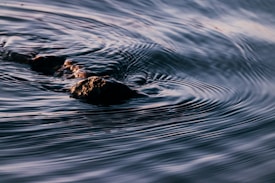 Ripples gently spread across the surface of the water, moving around a small, partially submerged rock. The interplay of light and shadow creates a dynamic pattern on the water.