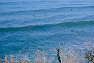 Several surfers are paddling in the open ocean, waiting to catch waves. The sea is a vibrant blue with small waves forming. In the foreground, there are a few out-of-focus plants, likely grasses, framing the scene.