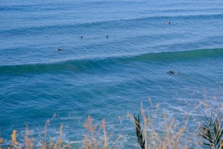 Several surfers are paddling in the open ocean, waiting to catch waves. The sea is a vibrant blue with small waves forming. In the foreground, there are a few out-of-focus plants, likely grasses, framing the scene.