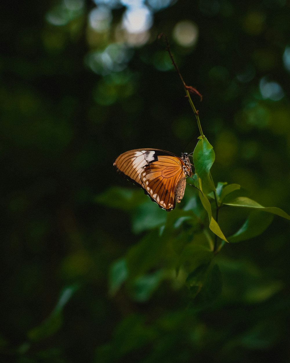 una mariposa sentada encima de una hoja verde