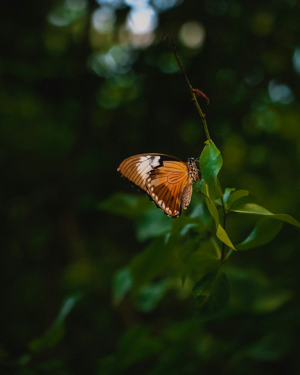 a butterfly sitting on top of a green leaf