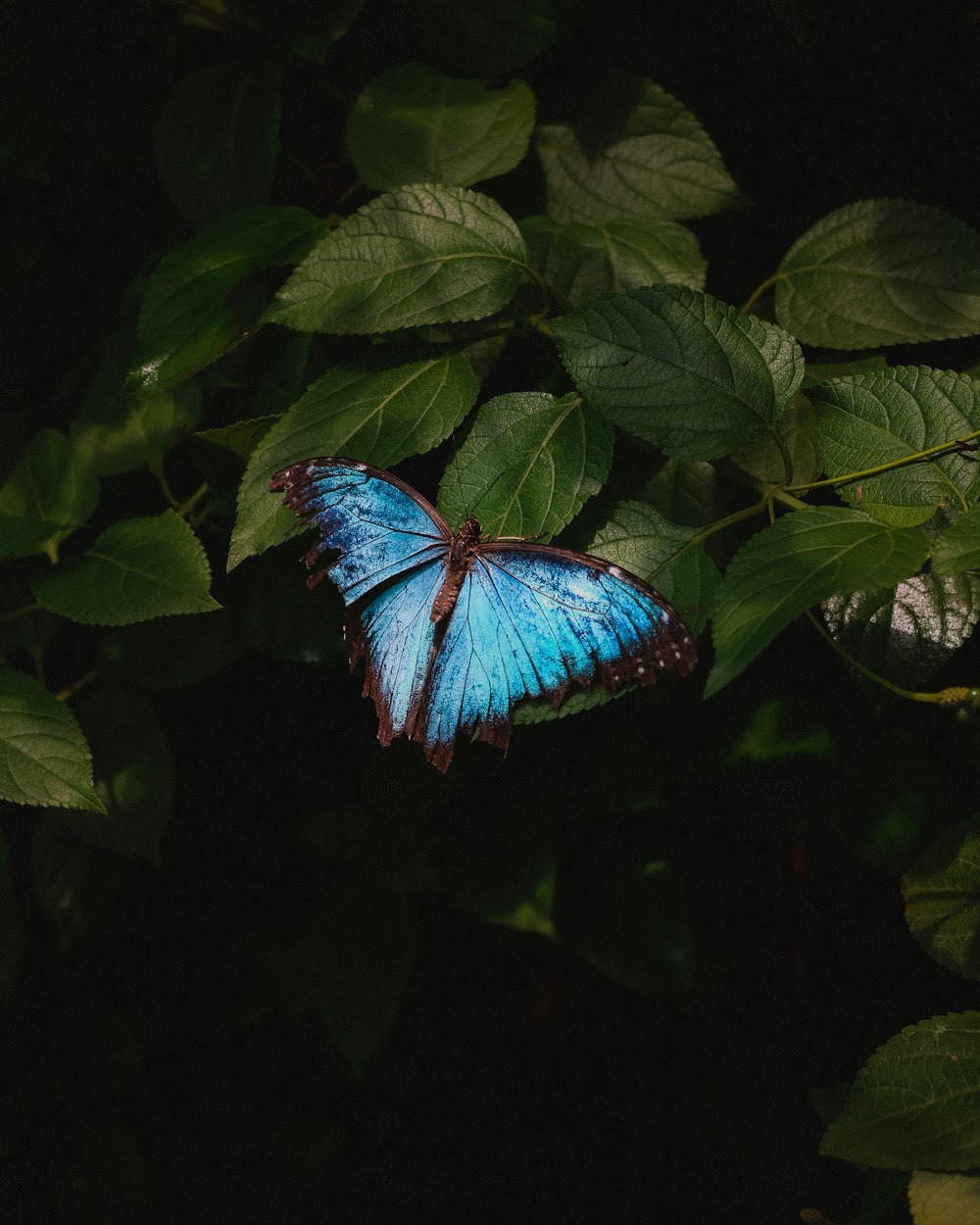 uma borboleta azul sentada em cima de uma folha verde