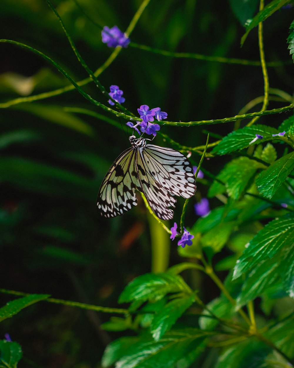 a white and black butterfly sitting on a purple flower