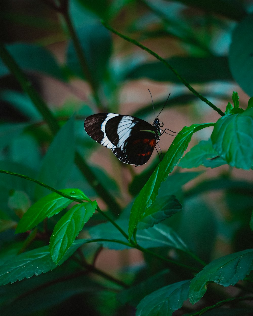 ein Schmetterling, der auf einer grünen Blattpflanze sitzt