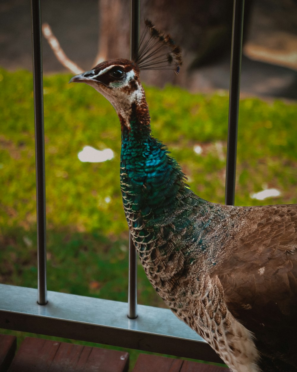 a close up of a peacock near a fence