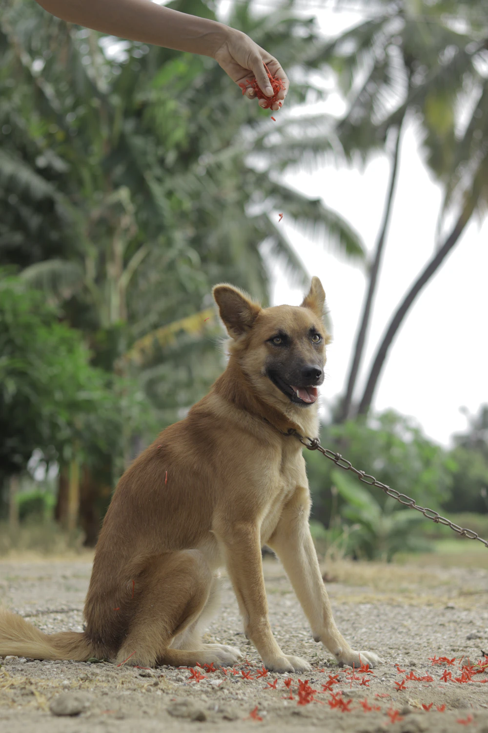 Brown Indian dog sitting on a sandy beach