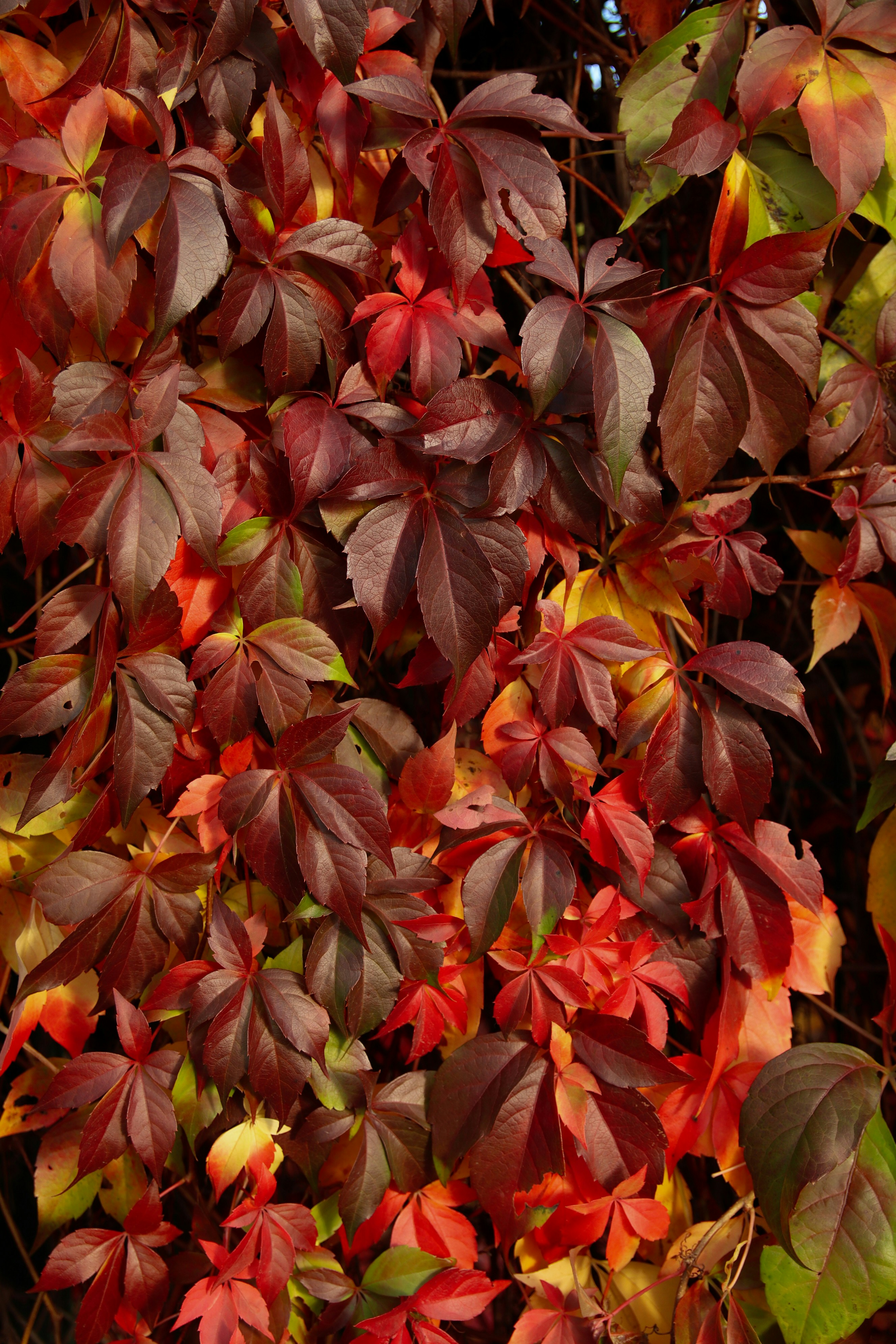 autumn leaf wallpaper, wallpaper, Leaf Crafts for Adults: Creative Ideas & Projects 4