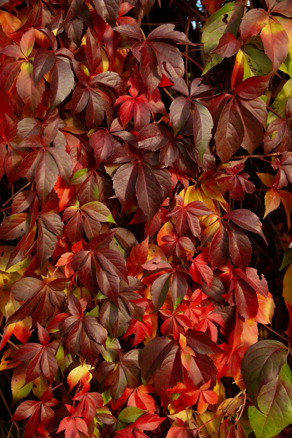 a bunch of red and green leaves on a tree