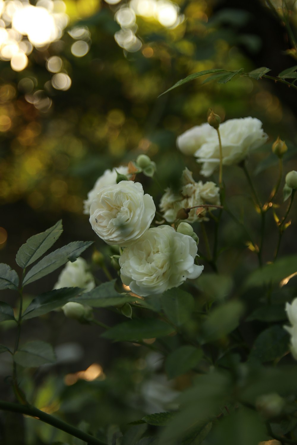 a bunch of white flowers that are in a bush