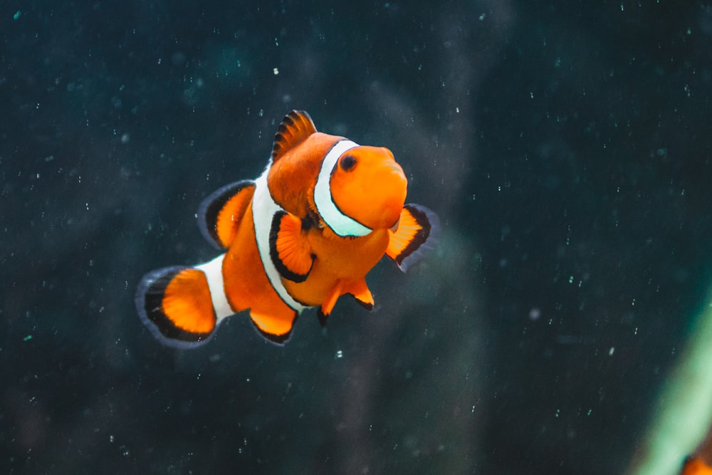 an orange clown fish swimming in an aquarium