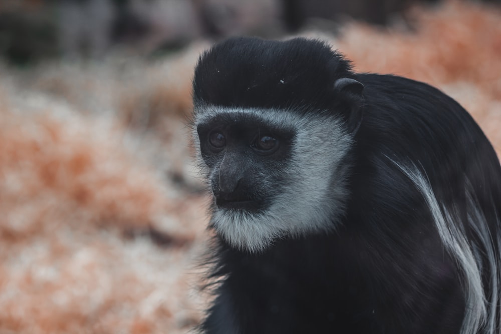 a black and white monkey standing in a field