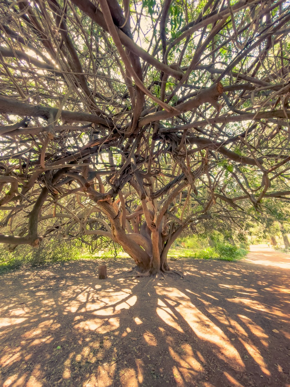 a large tree in the middle of a dirt field