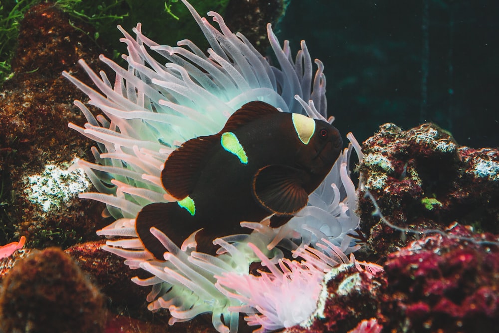 a clown fish with green eyes is in an aquarium