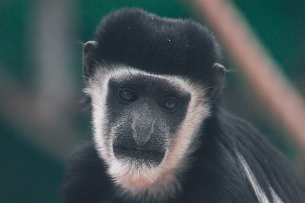 a black and white monkey sitting on top of a tree branch