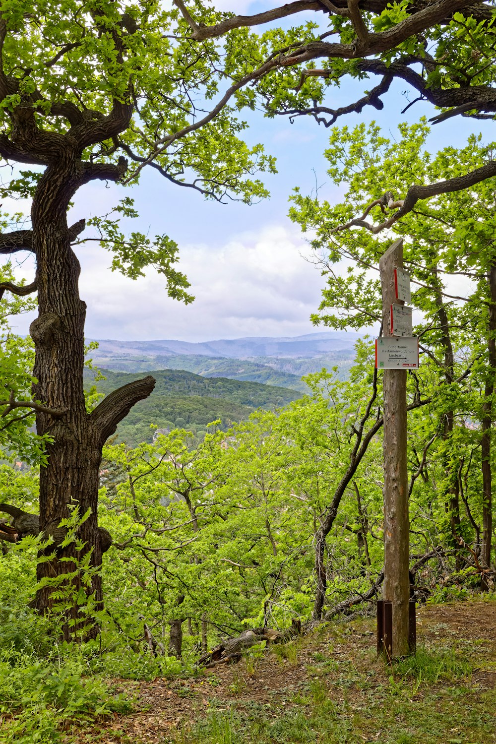 a sign on a wooden post in the woods