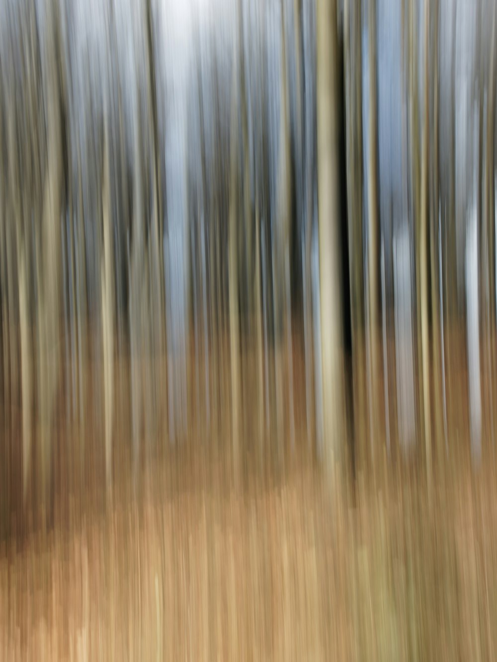 Una foto sfocata di alberi in una foresta