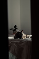 A cat lounging comfortably on a soft bed with warm tones of #f9cb8f and #f4ebe1 around.