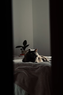 A cat lounging comfortably on a soft bed with warm tones of #f9cb8f and #f4ebe1 around.