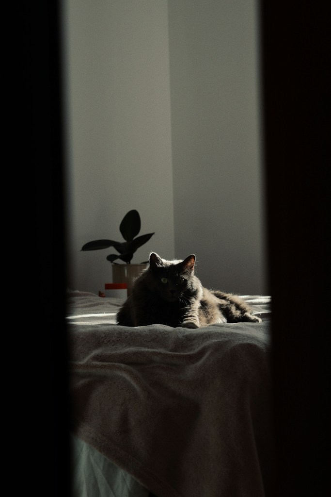 Cama Sueño Suave