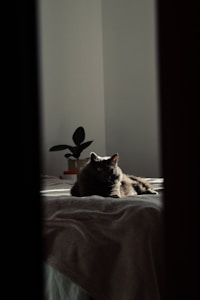 Cama Sueño Suave