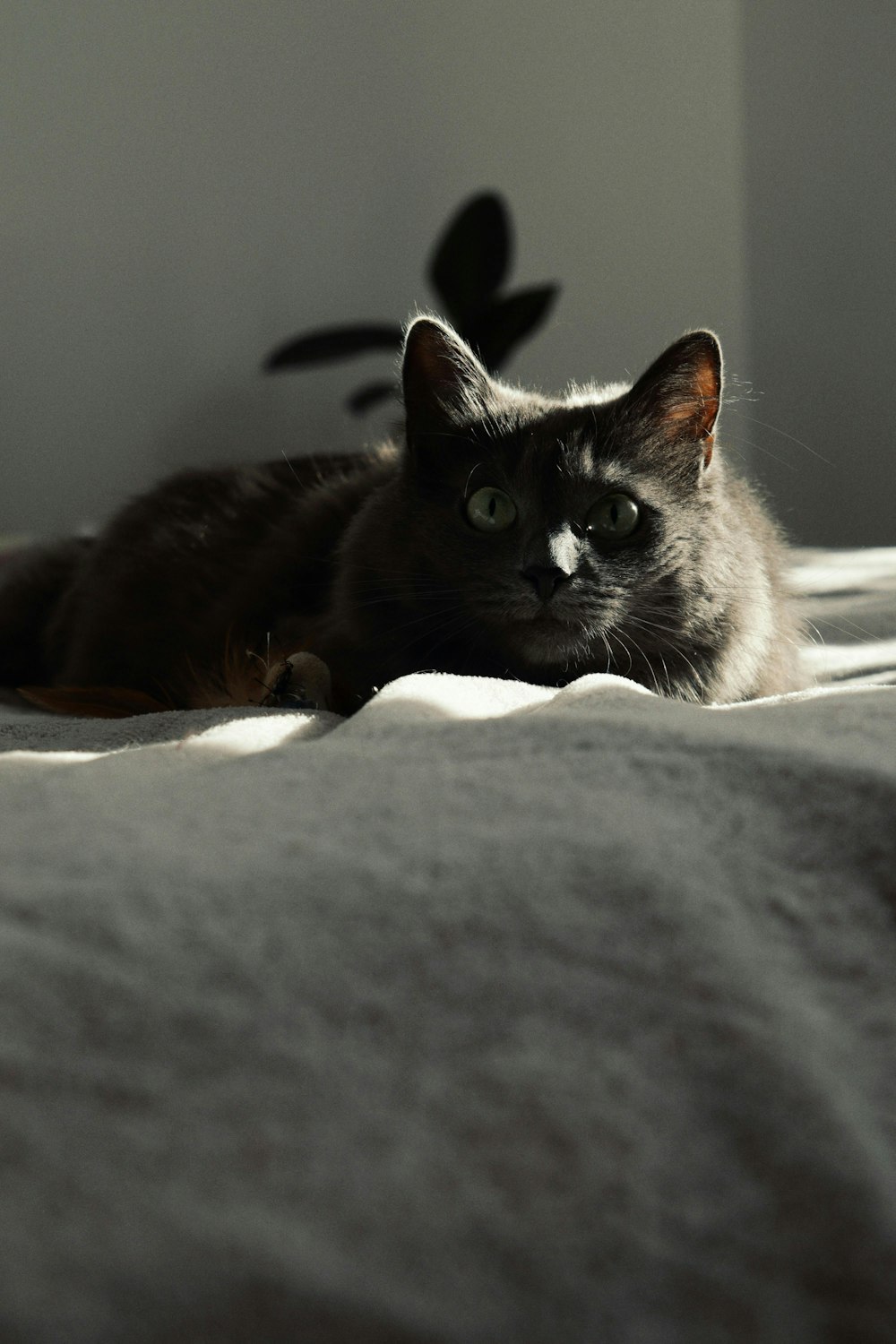 a cat laying on top of a bed next to a plant