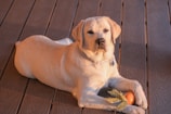 A cheerful labrador returning to owner with a training toy in its mouth during a session.