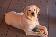 A beige Labrador Retriever is lying down on a wooden deck with its front paws holding a rope toy and a small orange ball. The dog is looking directly at the camera with a relaxed expression, wearing a light-colored collar with a tag.