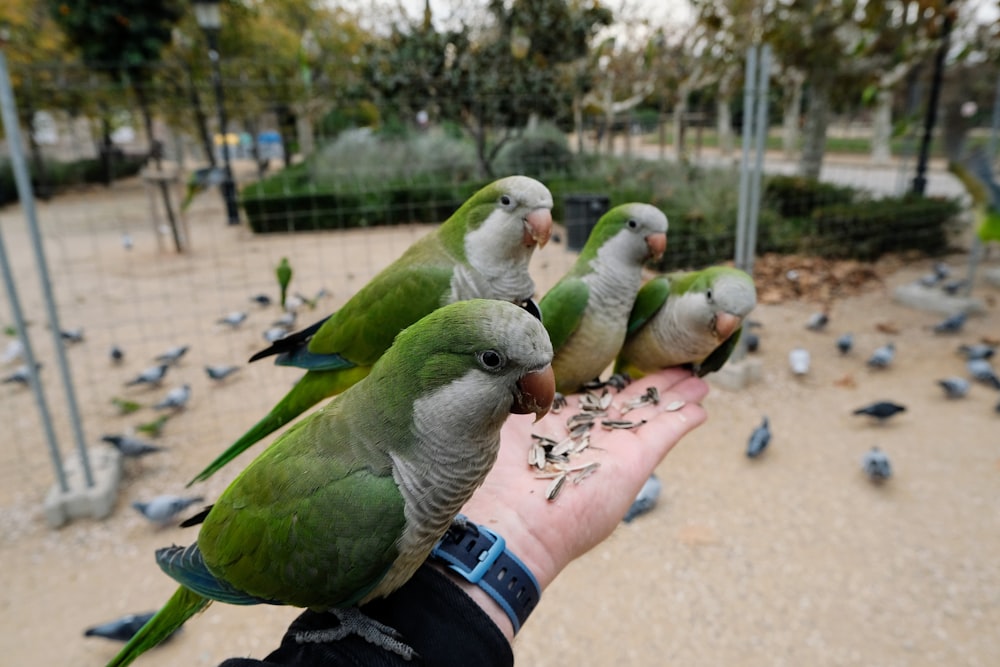 a person holding a bunch of birds in their hand