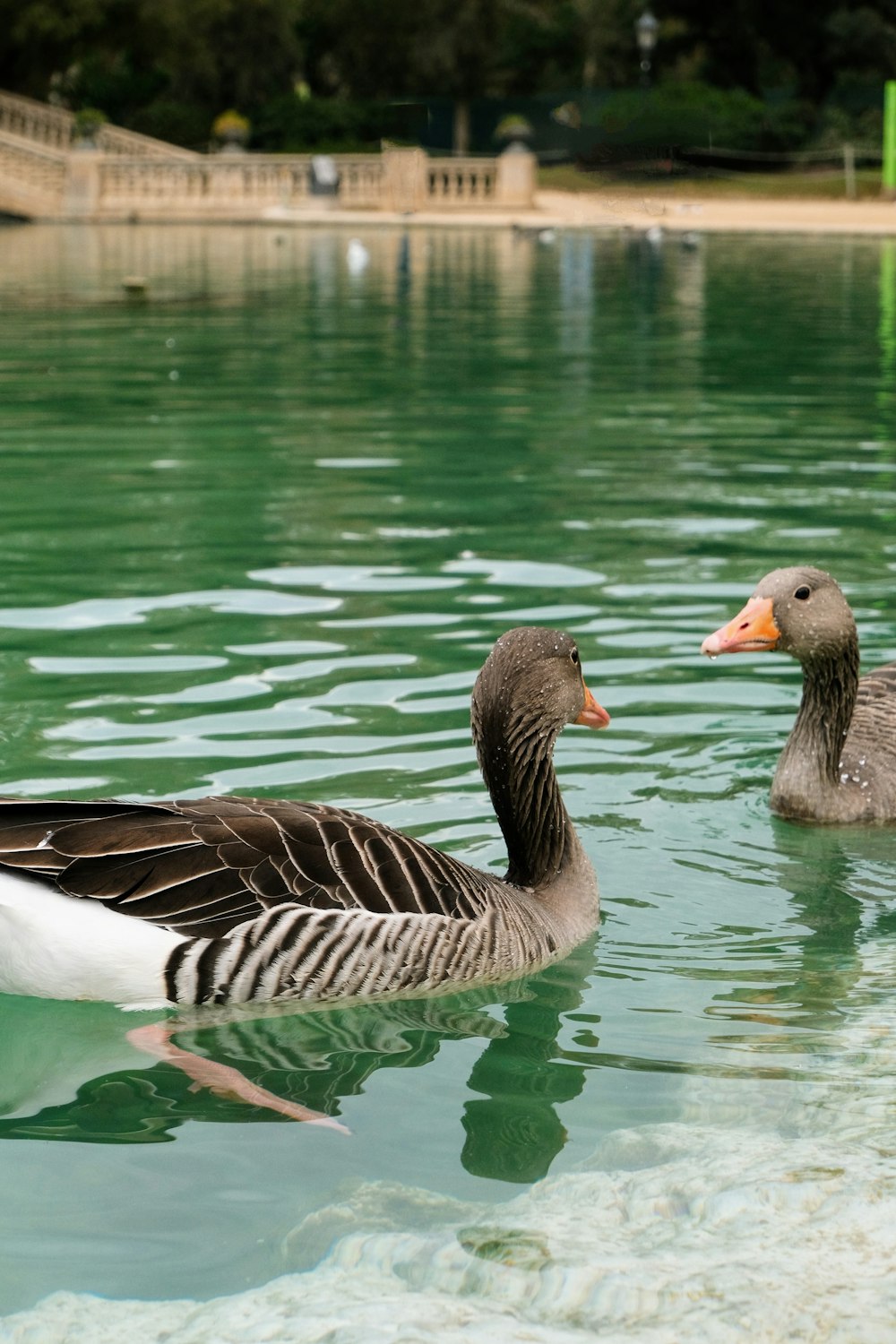 a couple of ducks floating on top of a lake