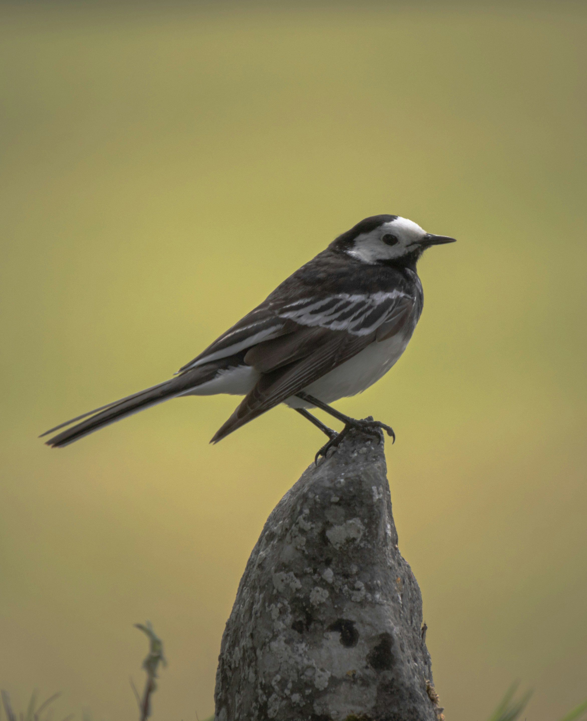 Photo by starkie_pics