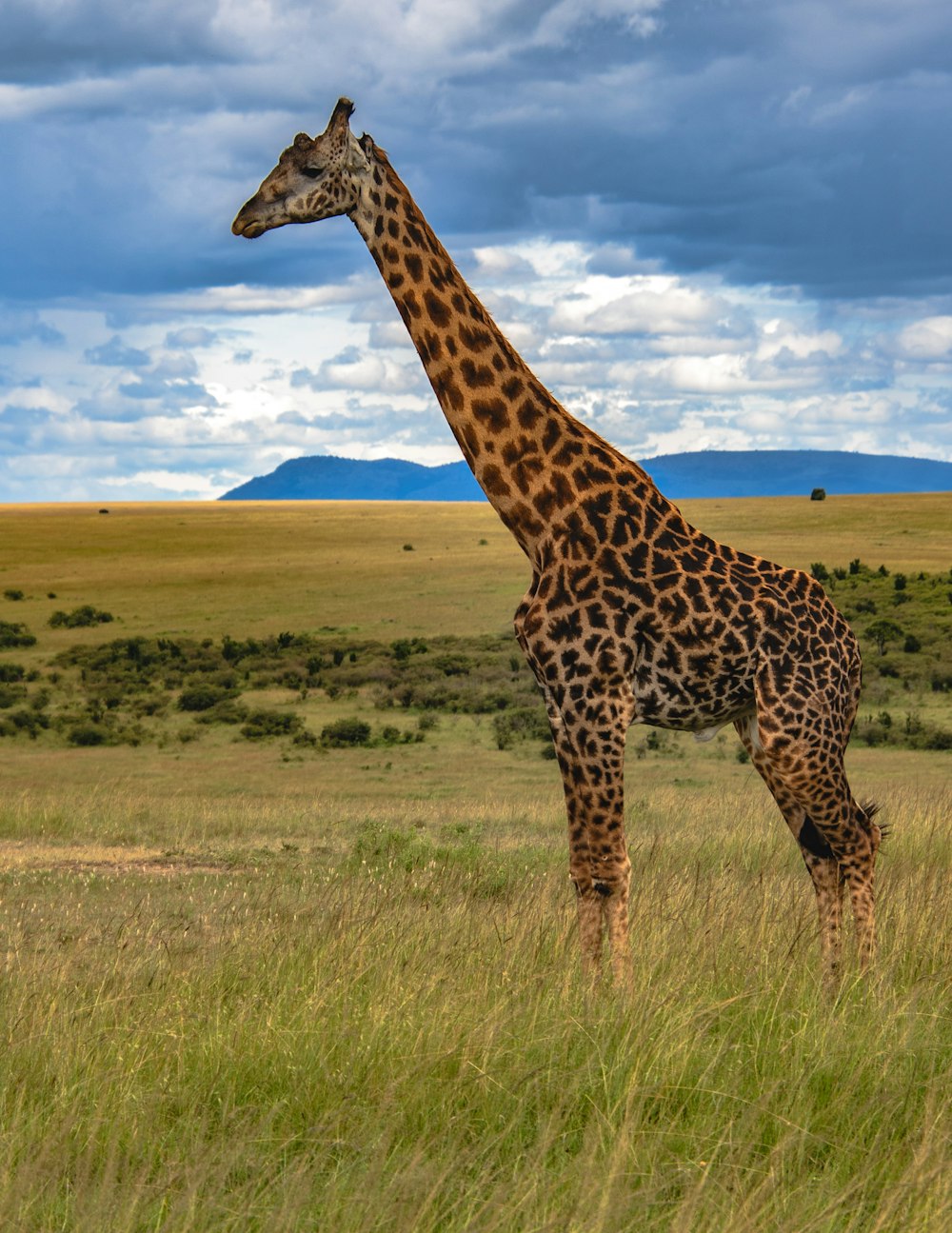 a giraffe standing in a grassy field under a cloudy sky