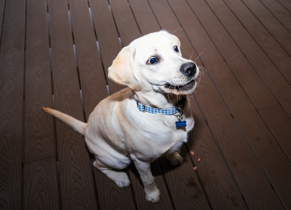A young Labrador Retriever puppy sits on a wooden deck, wearing a blue checkered collar with a name tag. The dog's eyes are bright and focused, with its mouth slightly open as if it is excited or curious.