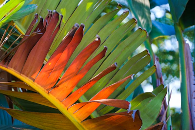 Vibrant, detailed photograph printed on glossy paper showcasing nature scenery.