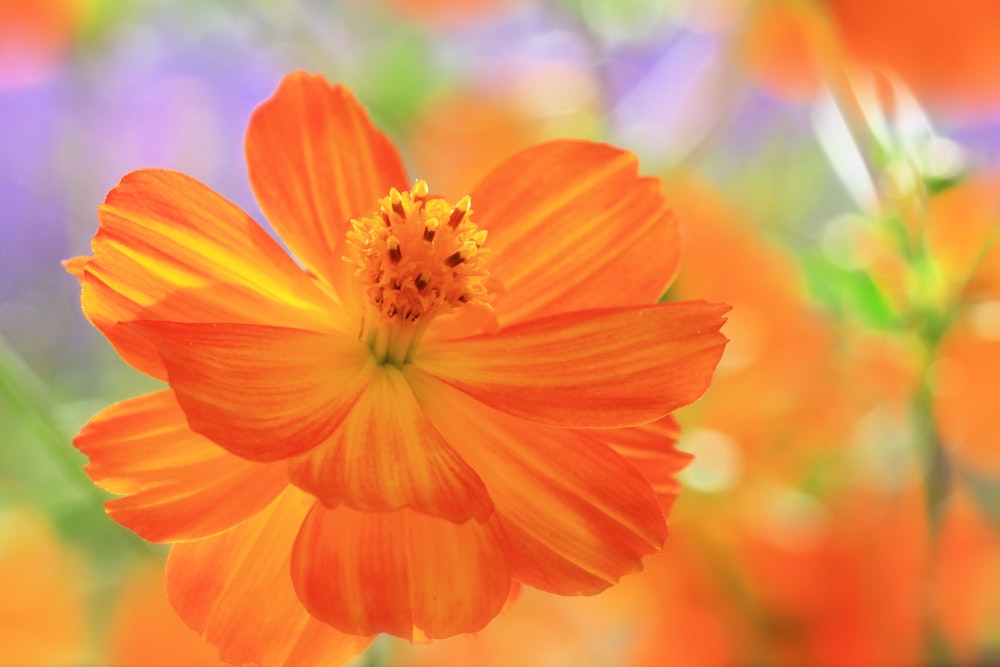 a close up of an orange flower with a blurry background