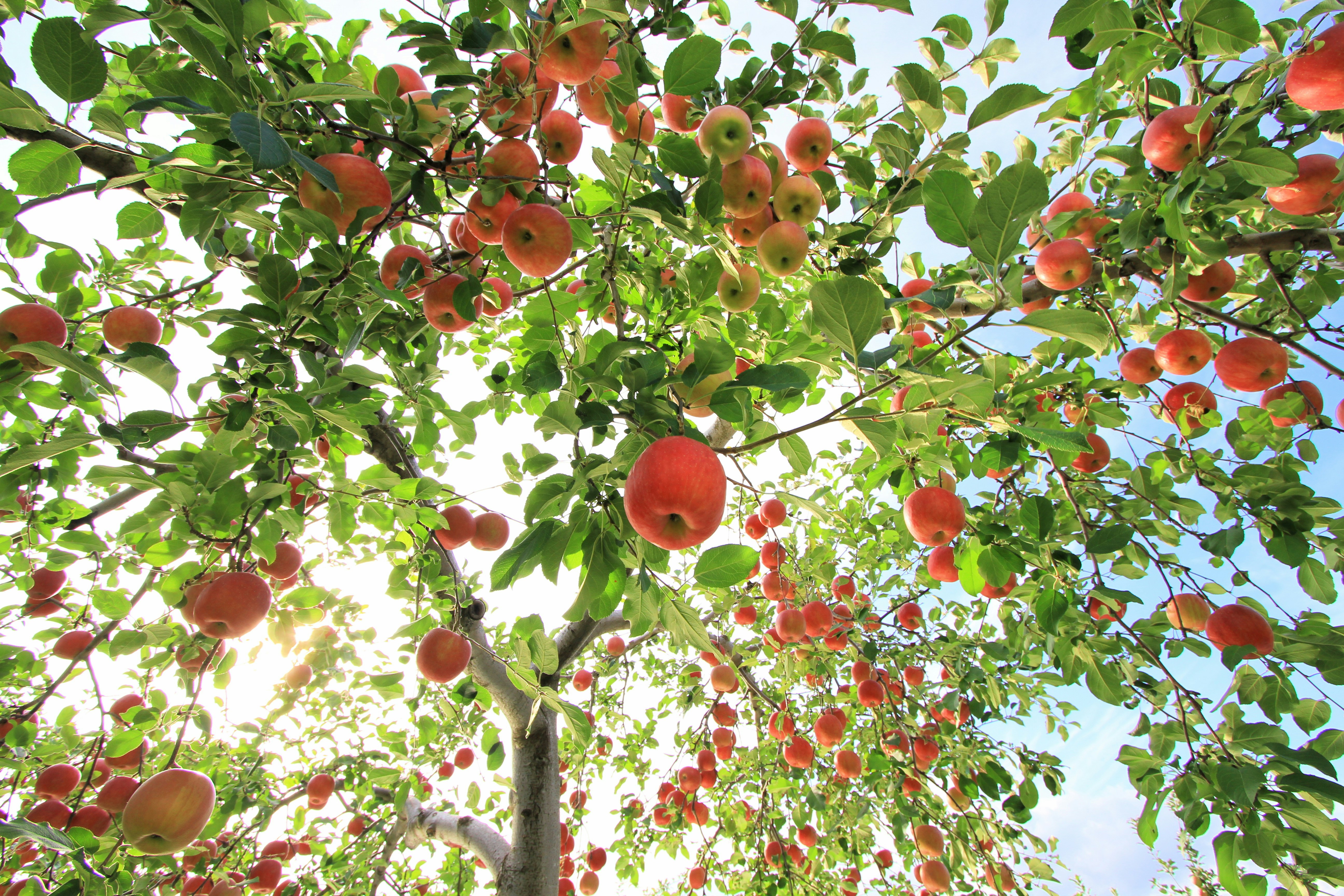 Photo by juntarou555