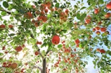 Sunlit apple trees heavy with ripe red apples ready for picking.