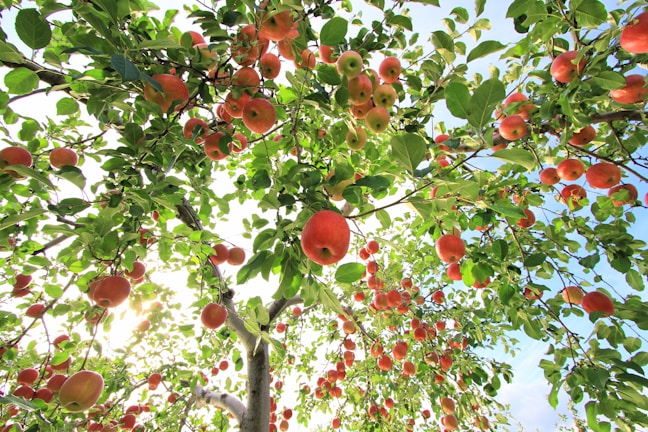 Sunlit apple trees heavy with ripe red apples ready for picking.