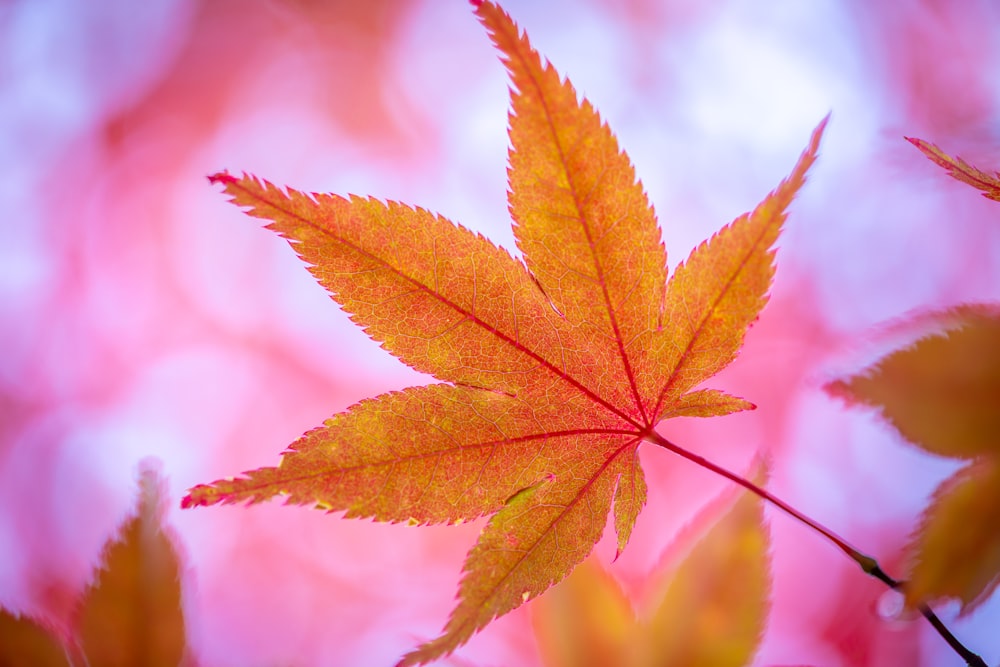 a close up of a leaf on a tree