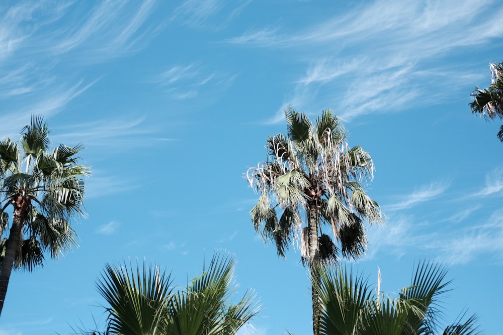palm trees against a blue sky with wispy clouds