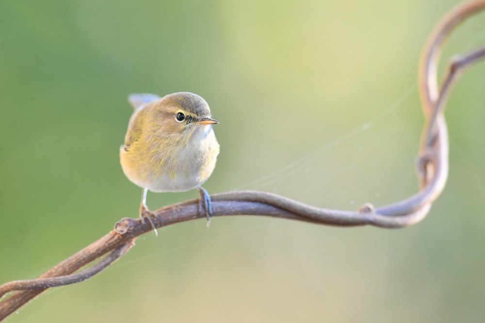 a small bird sitting on top of a tree branch