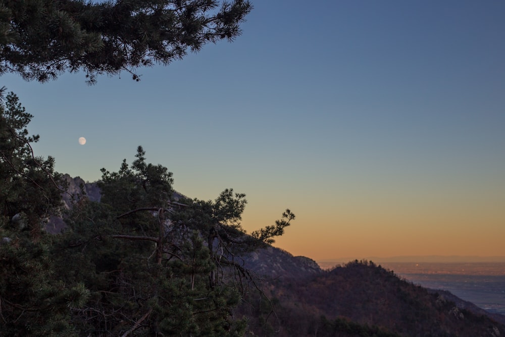 a full moon is seen through the branches of a tree