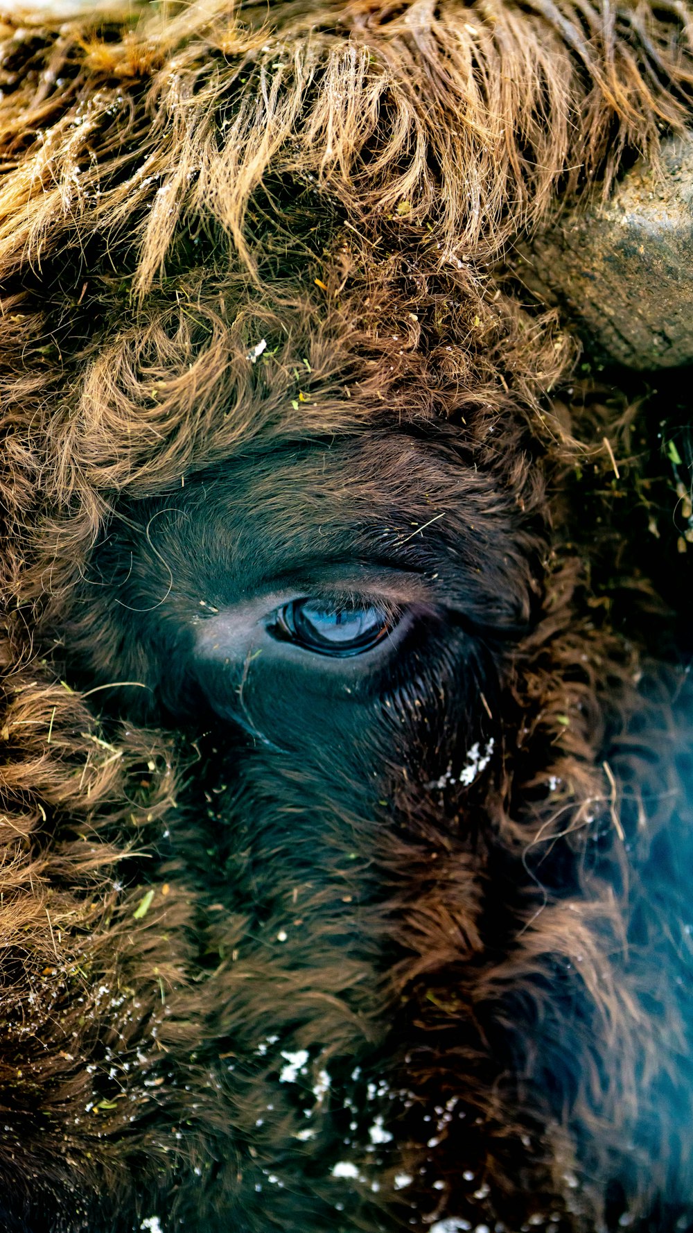 a close up of a bison with blue eyes